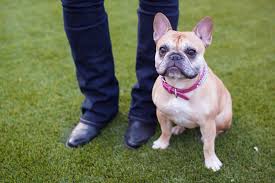 1303 south longmore, suite 5 mesa, az 85202. Family Vetcare Of Mesa 1901 E Southern Ave Ste 1 Mesa Az 85204 Yp Com