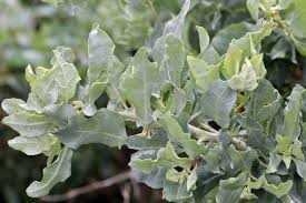 Image result for Atriplex
