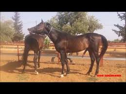 Accouplement Des Animaux Cheval The Best Mating Youtube Horses Animals Youtube