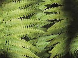 Ferns guide