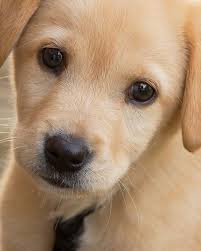 Pin By Gauri Maske On Petsociety Cute Animals Images Cute Dogs Puppies