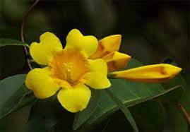 Yellow jessamine (gelsemium sempervirens) is the south carolina state flower. South Carolina State Flower Carolina Jasmine Yellow Jessamine