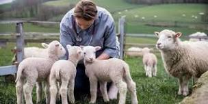 Prevent Veterinary Issues Through Good Management