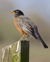 Birds Of Northern Michigan American Robin State Birds American Robin Pet Birds