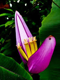 Banana Flower Flores Exoticas Jardines Heliconias