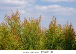 Image result for Tamaricaceae