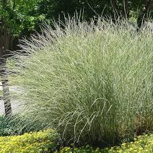 Image result for Miscanthus sinensis