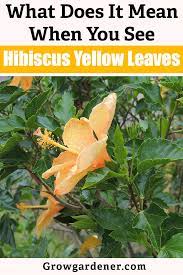 What Does It Mean When You See Hibiscus Yellow Leaves Grow Gardener Blog Gardening For Beginners Planting Herbs Gardening Tips