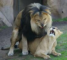 Lion Wikipedia Elles peuvent être échangées contre divers objets. lion wikipedia