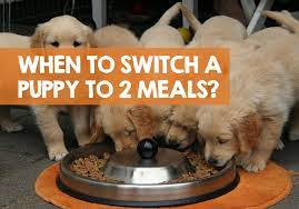 Puppies should be fed puppy food until they are done growing. When To Switch A Puppy To 2 Meals A Day From 3 Plan The Change