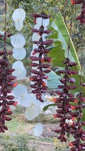 Image result for Rotheca aurantiaca