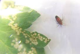 Tiny whiteflies can kill off tomato plants if they aren't promptly identified and treated. Tiny Bug Packs A Big Bite Insects In The City