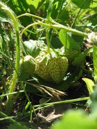 File:Green strawberry.JPG - Wikimedia Commons