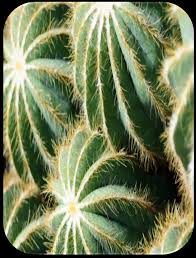 Image result for Diplolophium africanum