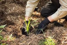 FERNLEIGH PARK COMMUNITY PLANTING