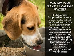 Can My Dog Take Alkaline Water Alkaline Water Alkaline Water