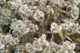 Kostenlose lieferung für viele artikel! Anaphalis Triplinervis Silberregen