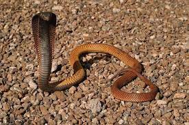 Found On Bing From Www Reptilefact Com Scary Snakes Amphibians Reptiles Facts