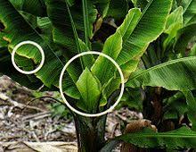 / adults may be winged or wingless, most often wingless. Banana Bunchy Top Virus Wikipedia
