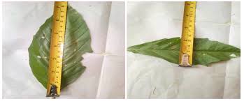 Image result for Astripomoea hyoscyamoides