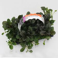 This plant is a real magic because it helps to prevent erosion too. Landscape Basics 10 Pack Ground Cover Burgundy Ajuga The Home Depot Canada