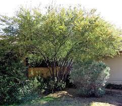 Trees Have Many Benefits Including Providing Shade To Your Yard And Adding Value To Your Home They Also Reduce Air P Desert Trees Drought Tolerant Trees Tree
