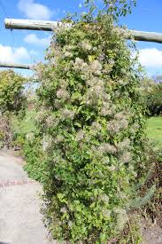 Image result for Clematis brachiata