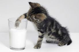 We treat cats with homeopathy, acupuncture, herbs (herbal medicine), chiropractic there are more natural methods of flea control. Home Remedies For Cats With Diarrhea Howstuffworks