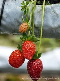 A large portion of the area is located in the state of pahang. Red Juicy Strawberries Genting Strawberry Leisure Farm Gohtong Jaya Genting Highlands Strawberry Farm Strawberry Strawberry Plants
