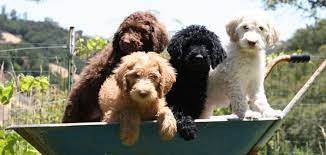 Labradoodles For Sale In California Brasken Labradoodles Labradoodle Puppies For Sale Labradoodle Breeders Dog Allergies
