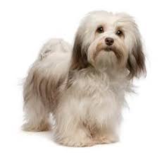 If you are looking to adopt or buy a havanese take a look here! Havanese Puppies For Sale In Michigan Adopt A Havanese