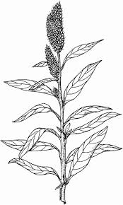 Image result for Celosia trigyna