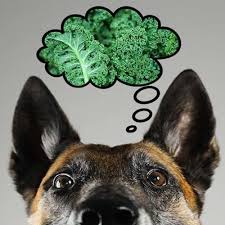 But is parsley safe and good for dogs to eat? Can Dogs Eat Kale