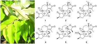 Image result for Croton kilwae