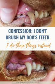 I Don T Brush My Dog S Teeth I Did This Instead Dog Teeth Cleaning Dog Teeth Dog Toothpaste