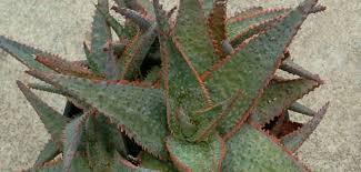 Image result for Aloe buchananii