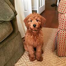 Goldendoodle puppies and irish doodle puppies by mckenzies doodles, a breeder of f1b english f1, f1b facts. F1b Mini Goldendoodle Size Chart Canabi