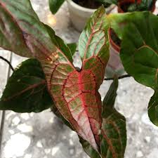 Image result for Disperis johnstonii