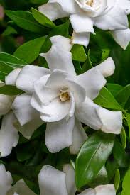 Image result for Gardenia imperialis