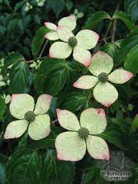 We did not find results for: Cornus Kousa From Burncoose Nurseries Flowering Dogwoods