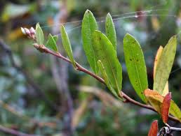 Image result for Chamaeclitandra