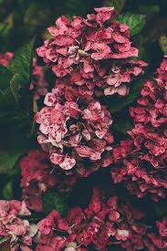 Maybe you would like to learn more about one of these? Pink Hydrangea Hd Wallpapers Free Download Wallpaperbetter
