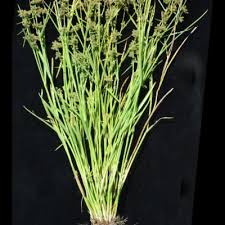 Image result for Fuirena leptostachya