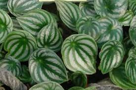 Maybe you would like to learn more about one of these? Peperomia Care Guide Osera