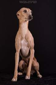 bildergalerie bildergalerie italienisches windspiel welpen