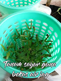 Berbagai sayur atau bumbu yang ada di dapur itulah yang sebenarnya kerap kamu konsumsi dan cocok untuk kamu tanam. Tanam Sayur Guna Bekas Air Jag