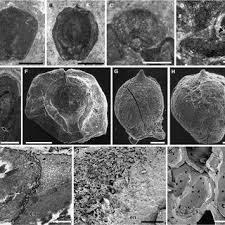 Image result for Hypolytrum heteromorphum