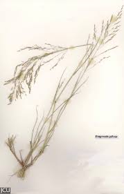 Image result for Eragrostis pilosa