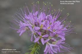 Available on ios and android. Us Wildflower S Database Of White Wildflowers For Colorado