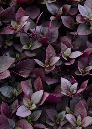 Image result for Alternanthera